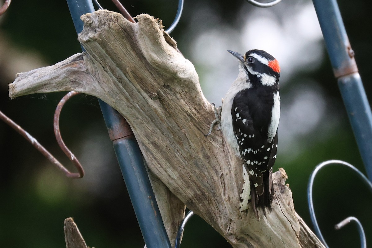 Downy Woodpecker - ML620104041