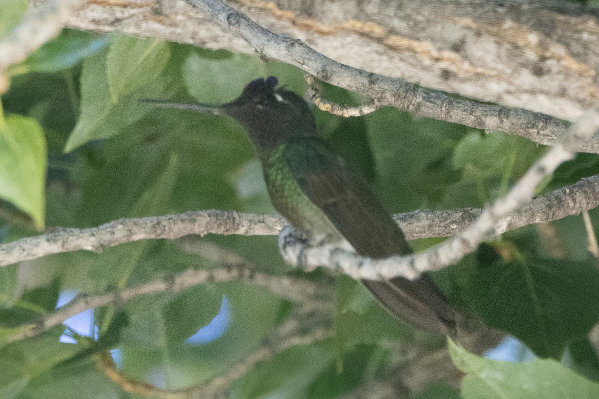 Rivoli's Hummingbird - ML620104047
