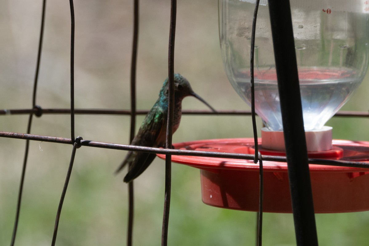 Berylline Hummingbird - ML620104053