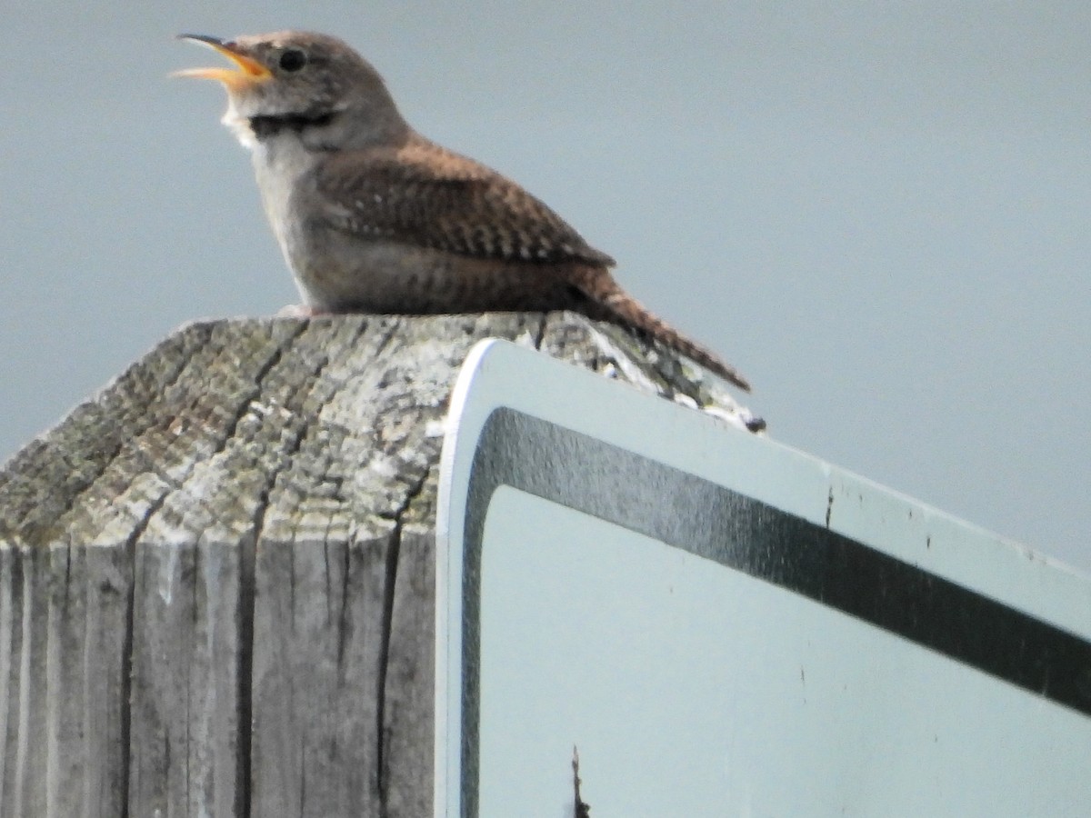 Northern House Wren - ML620104073