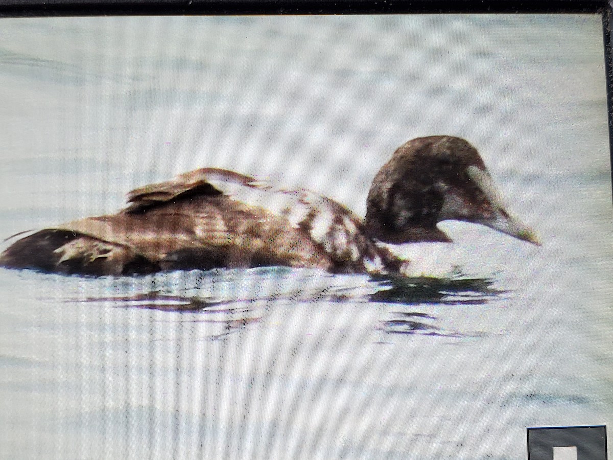 Common Eider - ML620104081