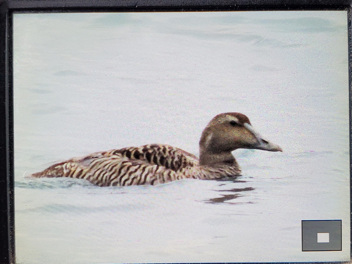 Common Eider - ML620104082