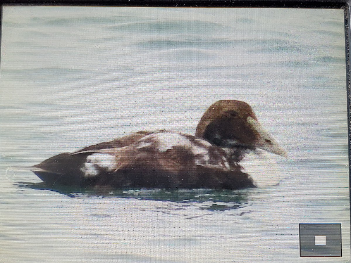 Common Eider - ML620104083