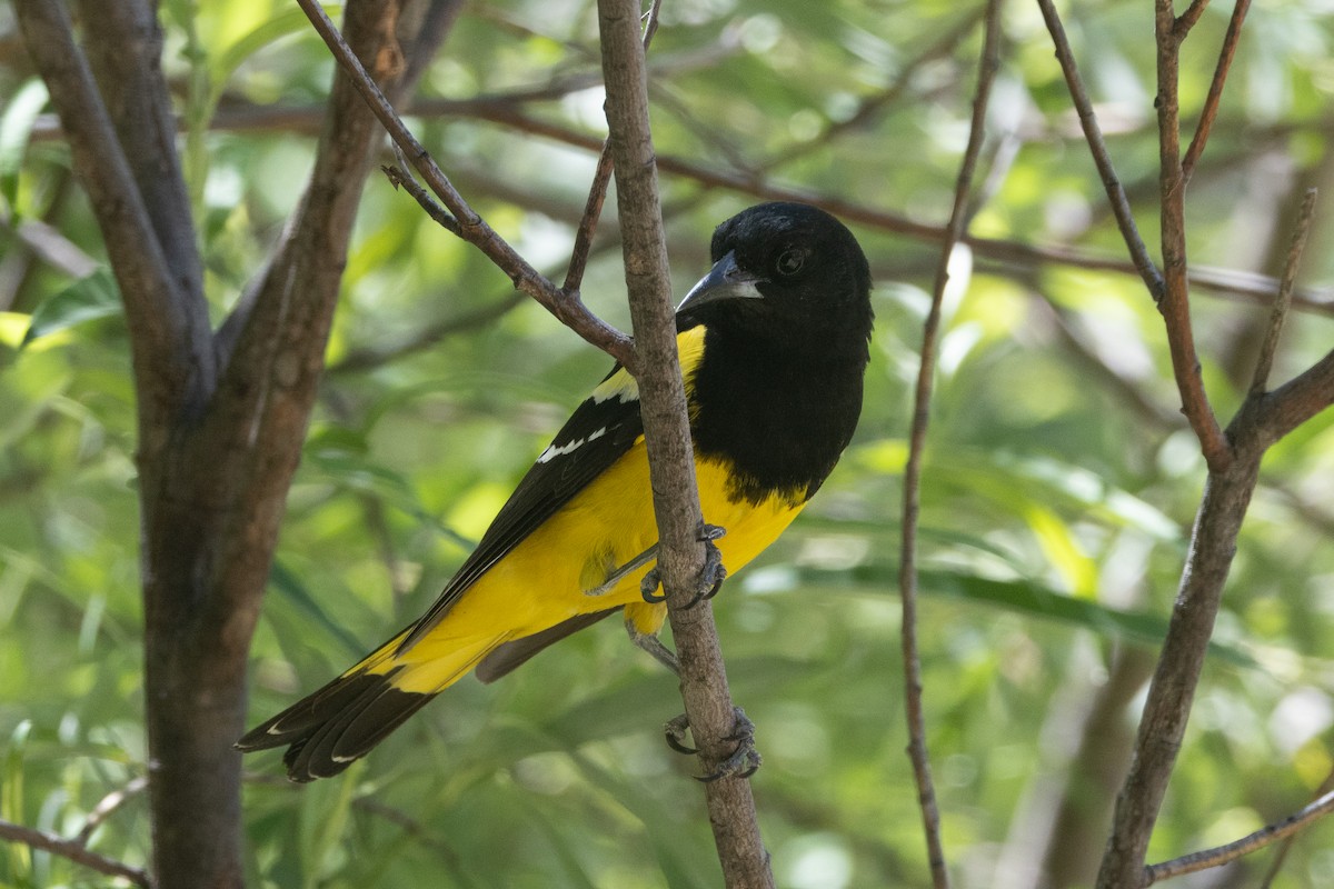 Scott's Oriole - ML620104091