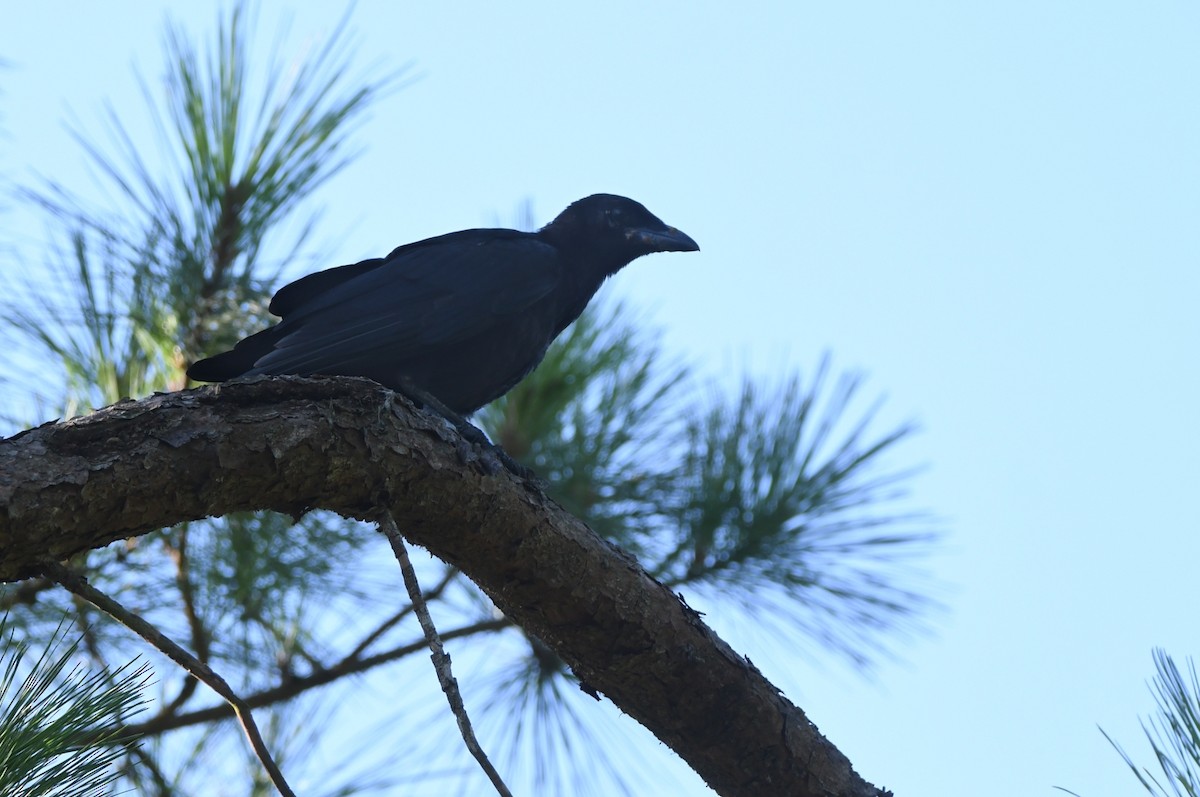 American Crow - ML620104095