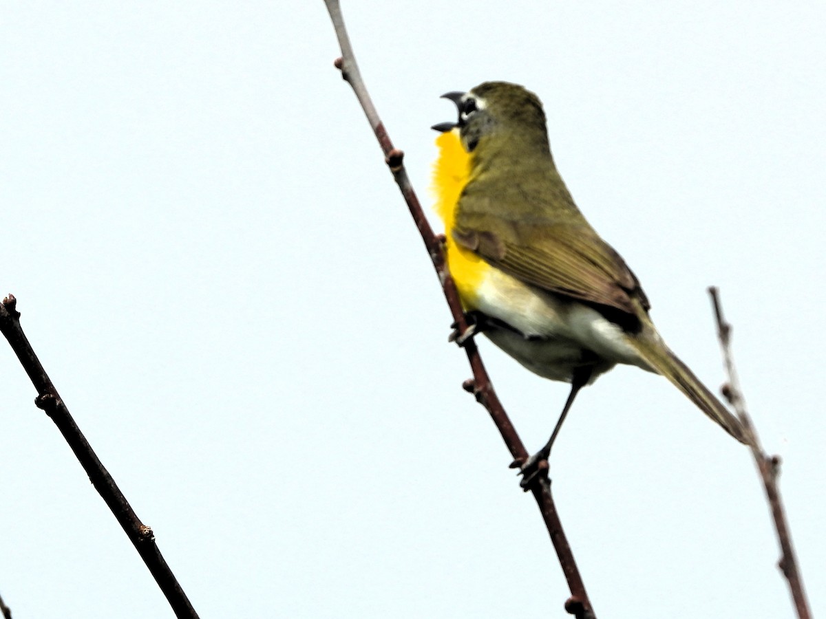 Yellow-breasted Chat - ML620104116