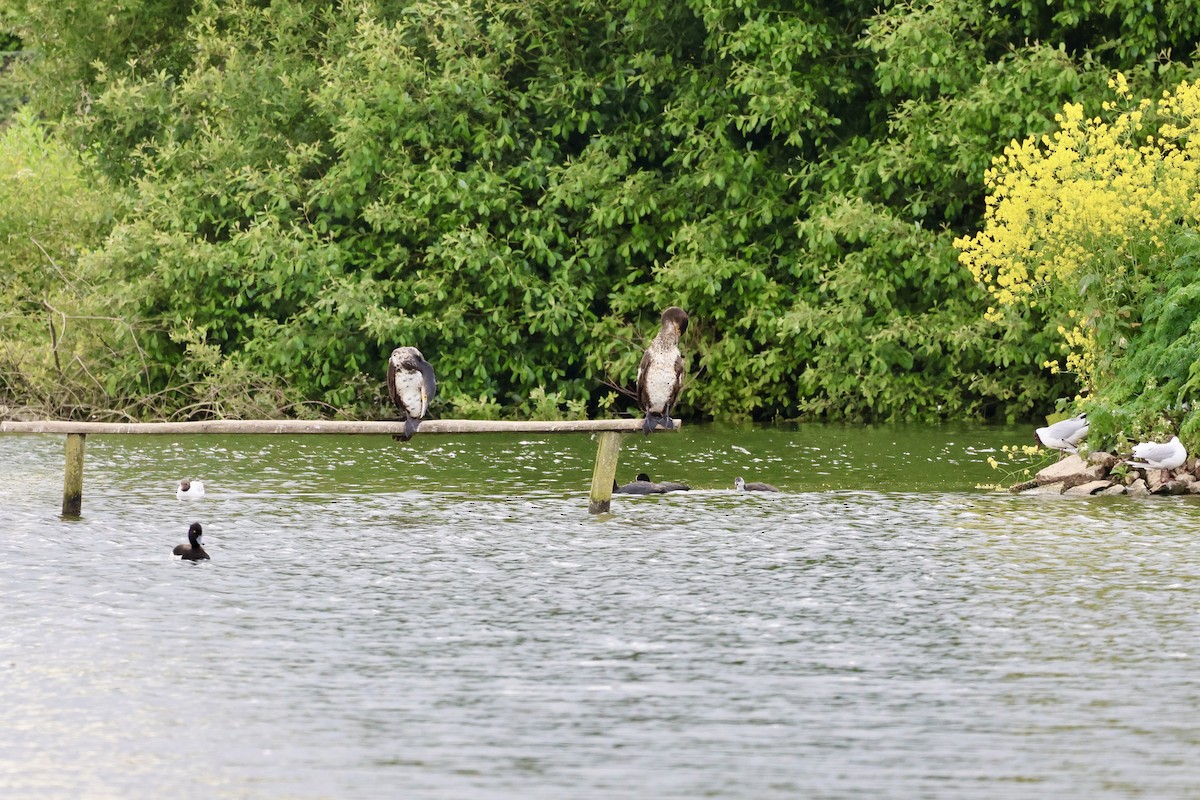 Great Cormorant - ML620104129