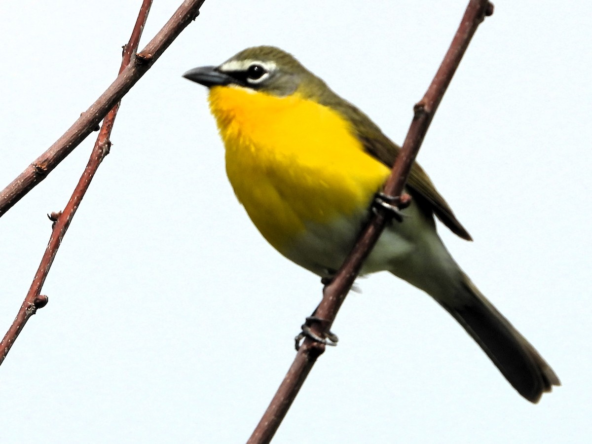 Yellow-breasted Chat - ML620104130