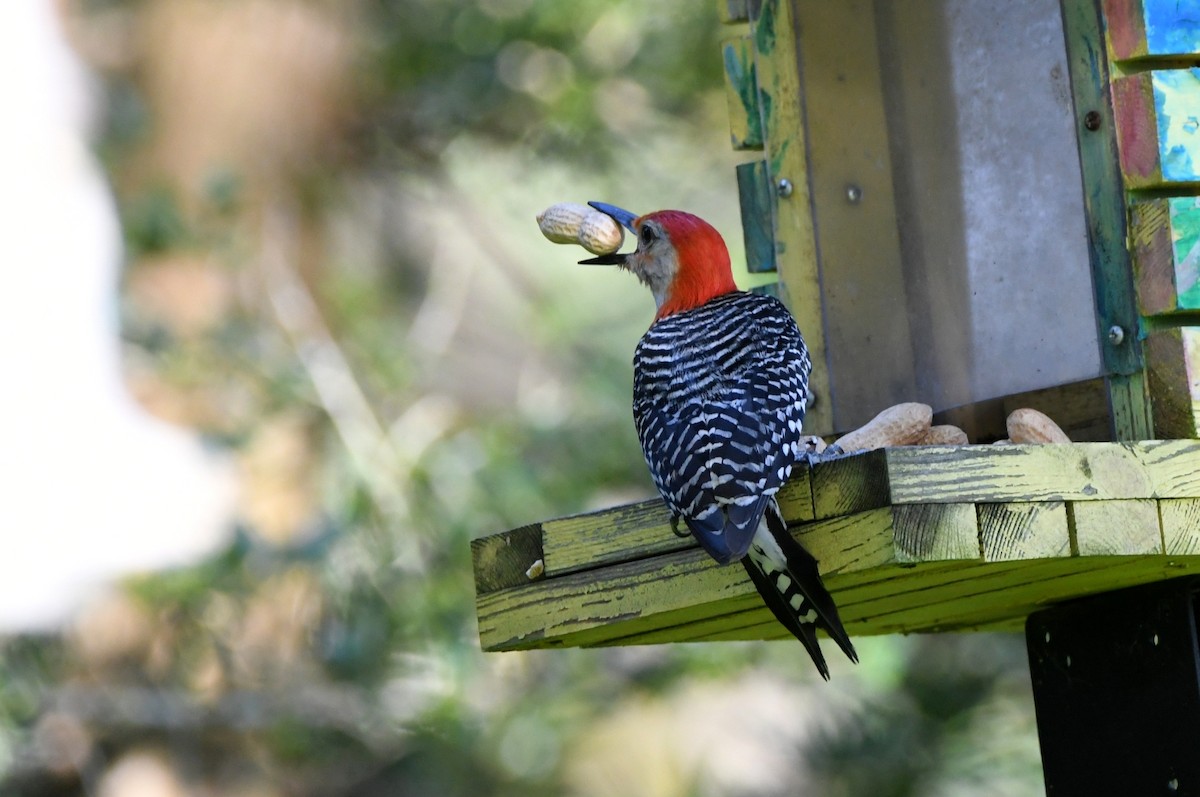 Red-bellied Woodpecker - ML620104132
