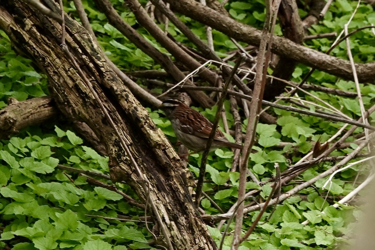 White-throated Sparrow - ML620104133