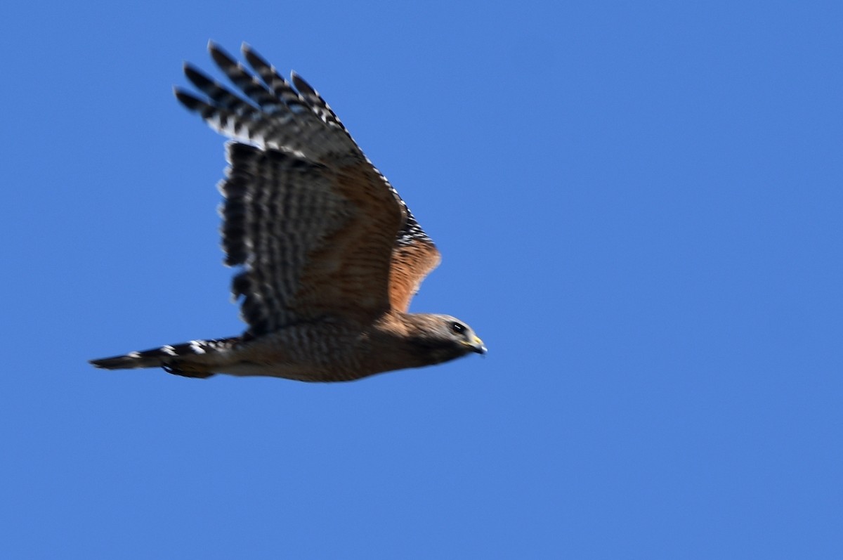 Red-shouldered Hawk - ML620104134