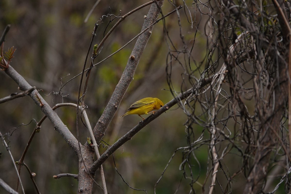 Yellow Warbler - ML620104144
