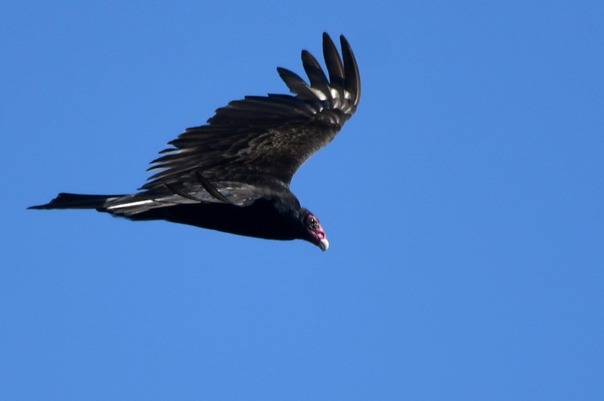 Turkey Vulture - ML620104146