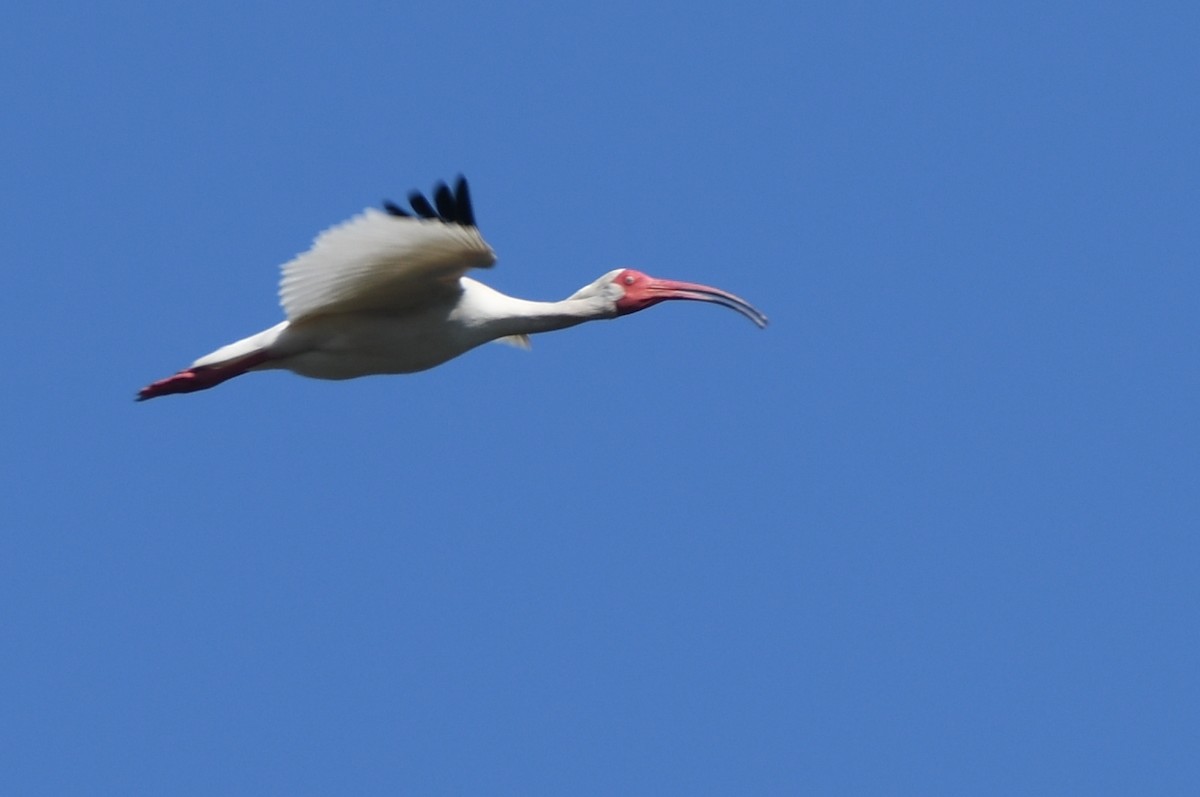 White Ibis - ML620104154