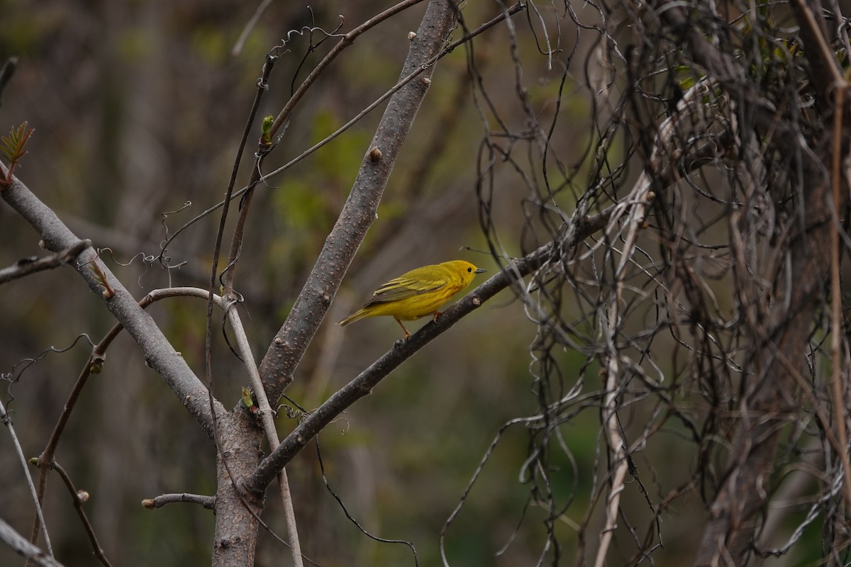 Yellow Warbler - ML620104170