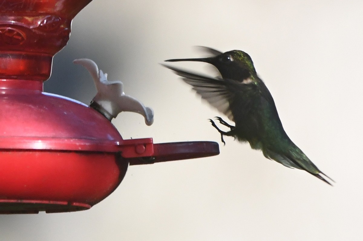 Ruby-throated Hummingbird - ML620104171