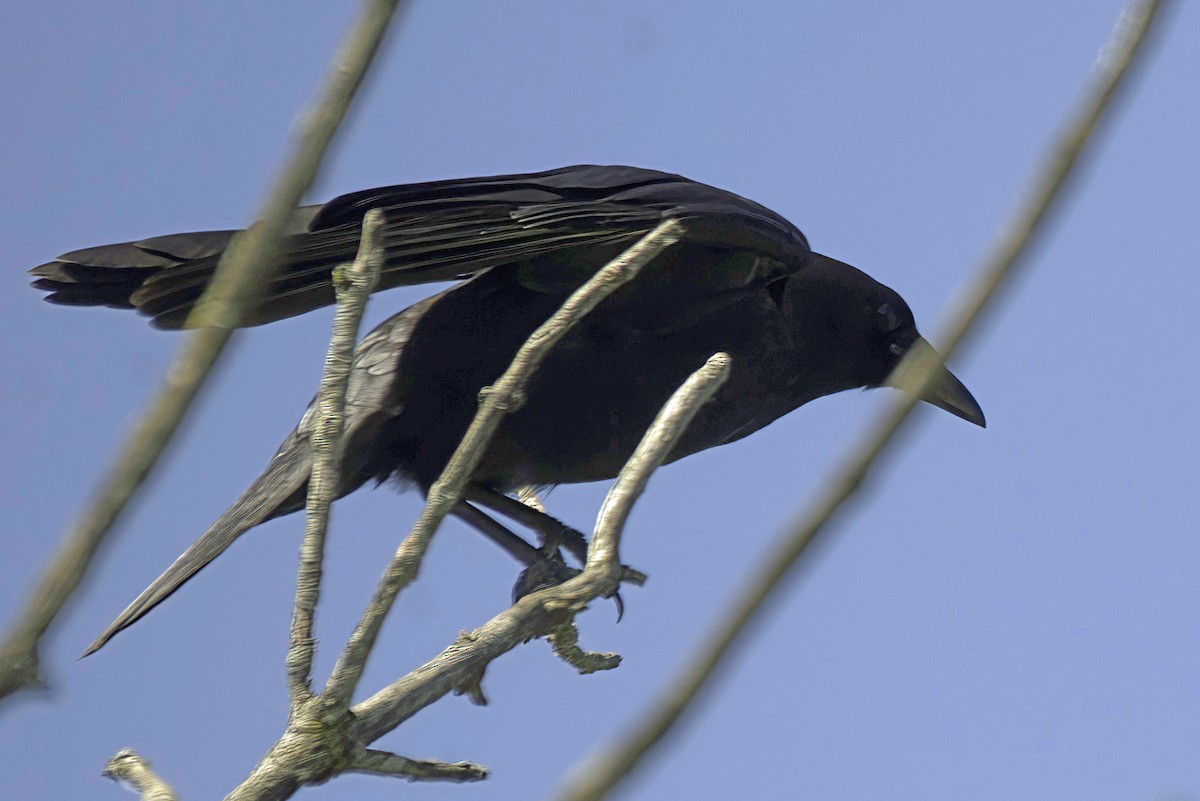 American Crow - ML620104178