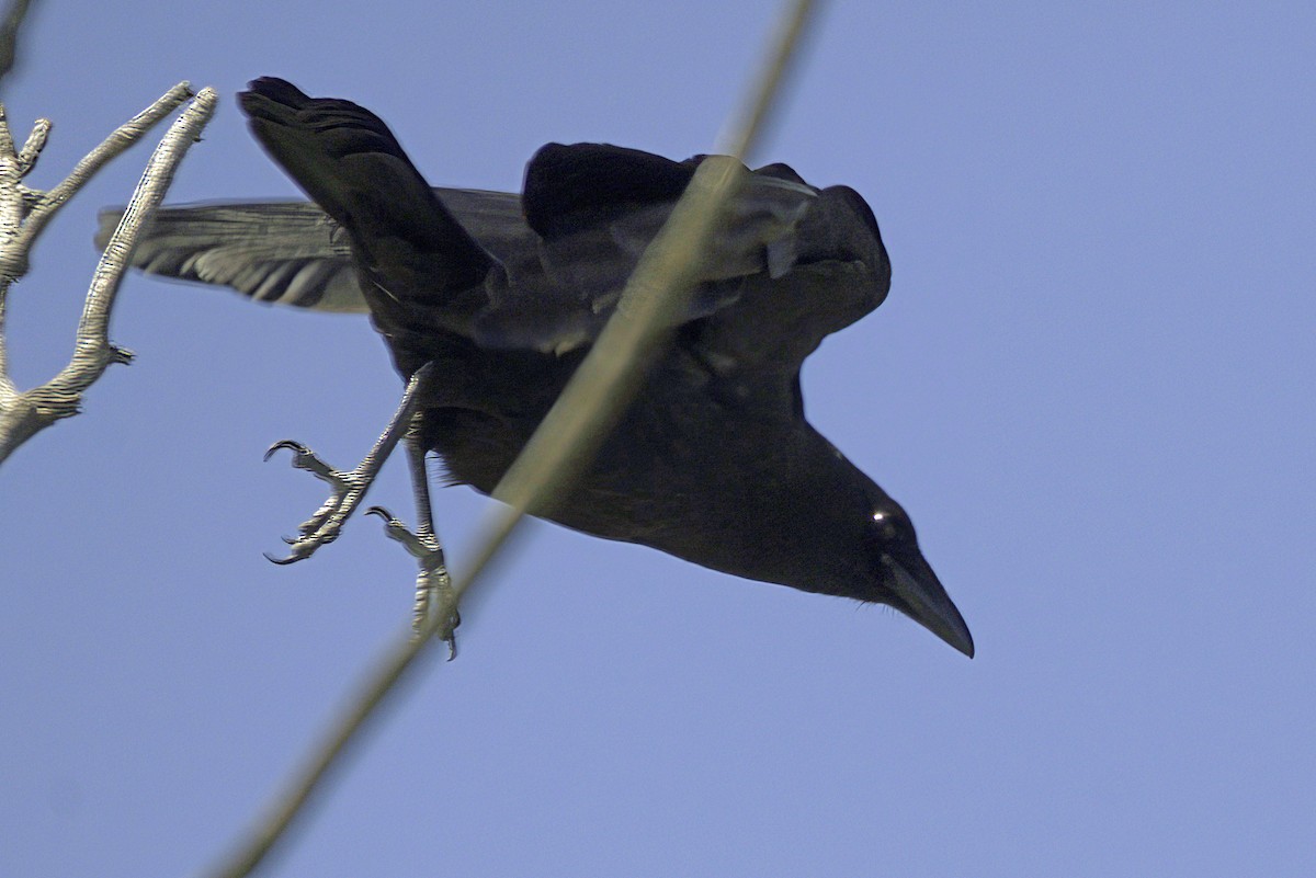American Crow - ML620104182
