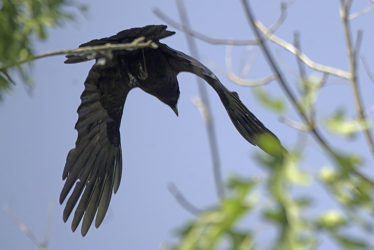 American Crow - ML620104183