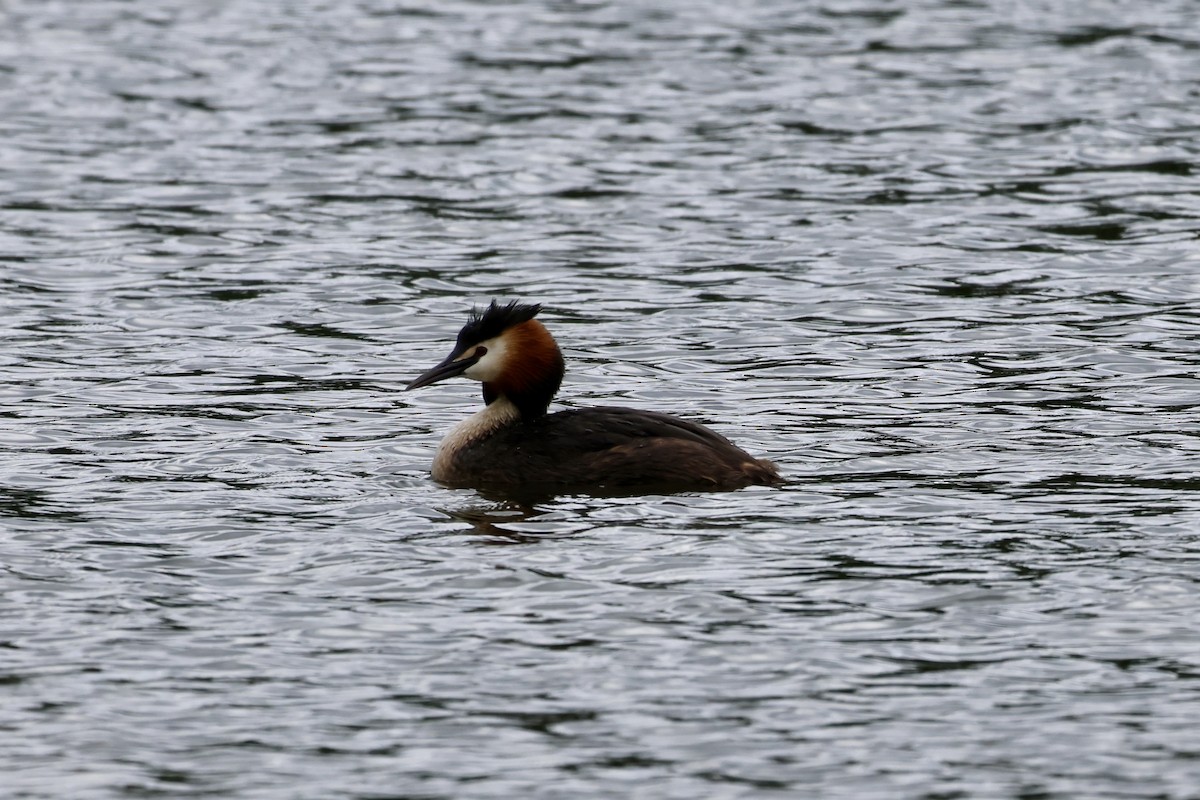 Great Crested Grebe - ML620104184