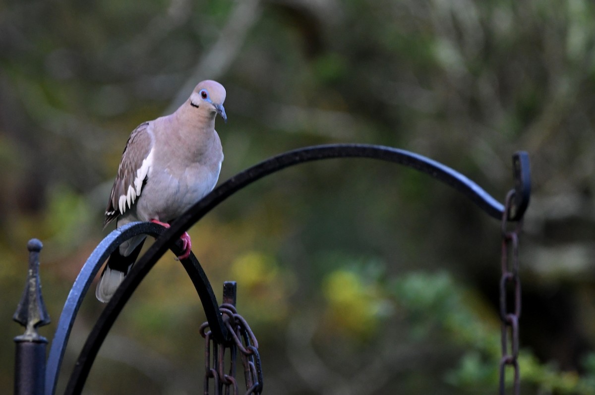 White-winged Dove - ML620104207