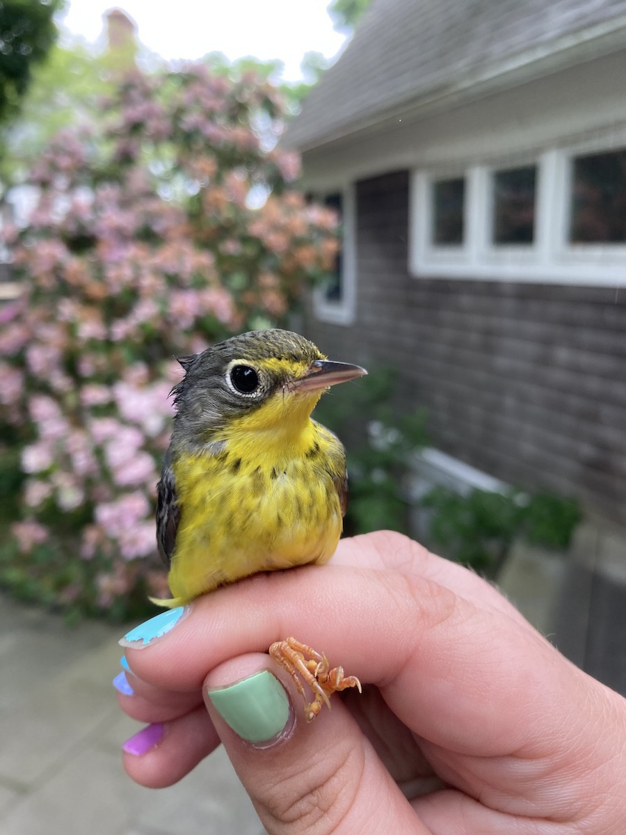 Canada Warbler - ML620104228