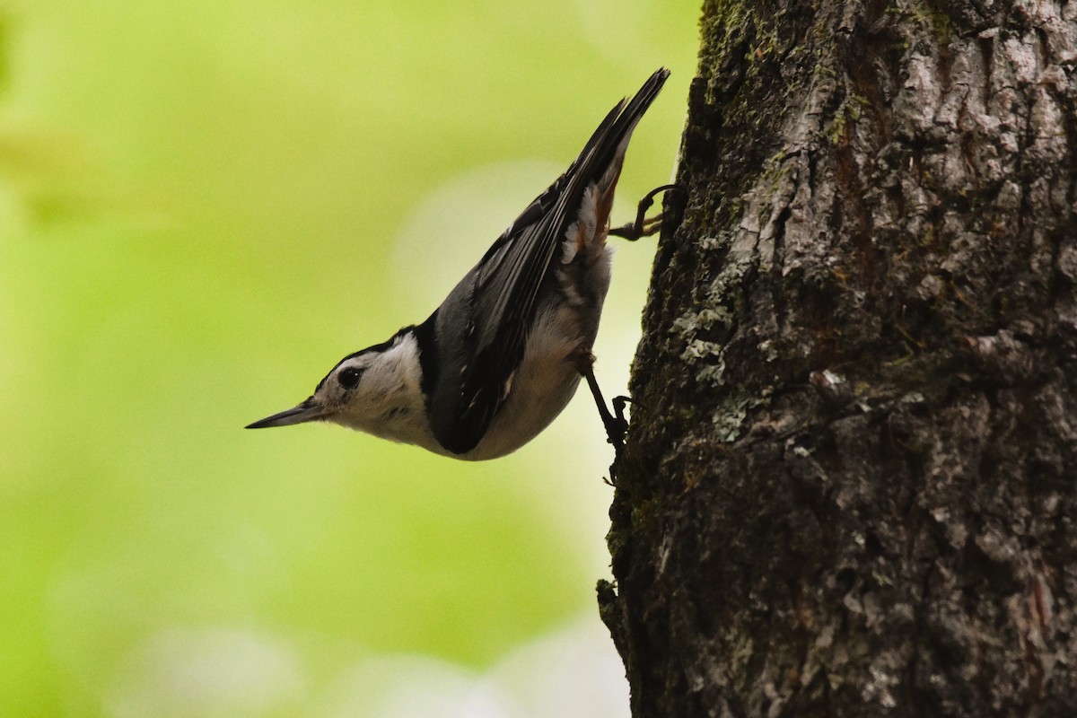 White-breasted Nuthatch - ML620104230