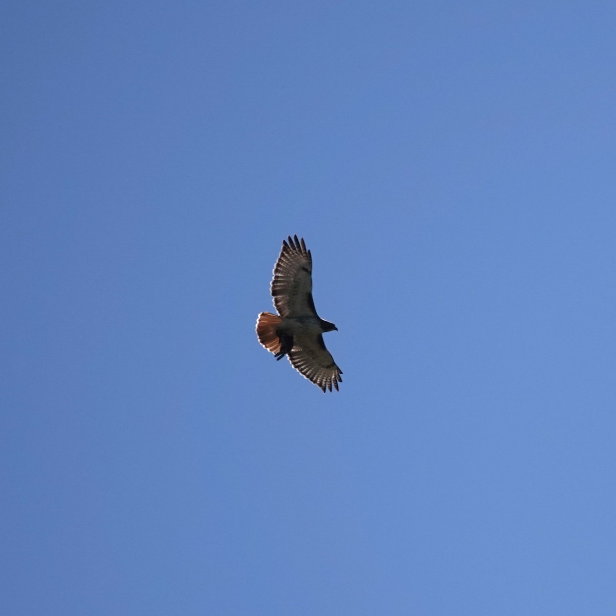 Red-tailed Hawk - ML620104244