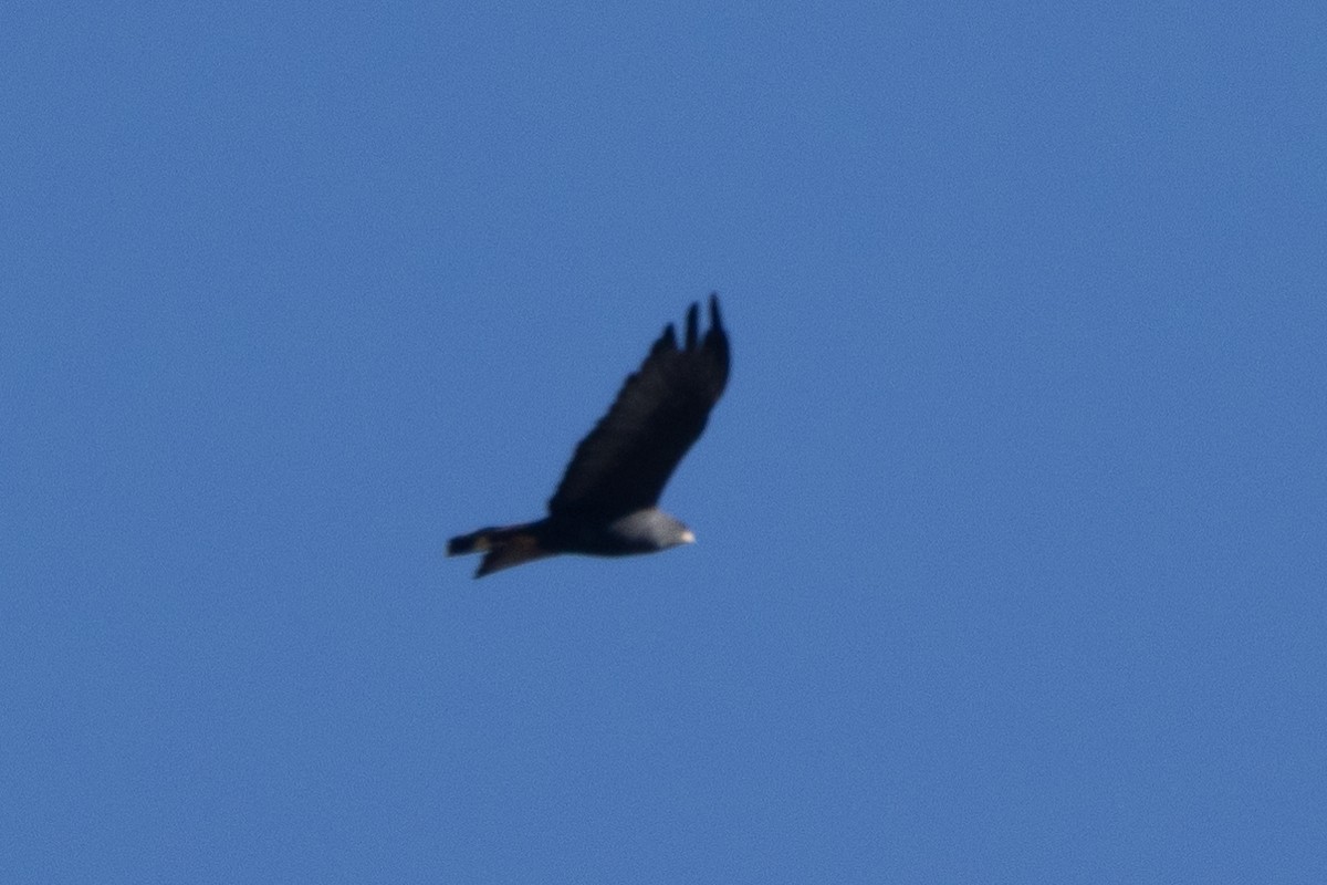 Zone-tailed Hawk - ML620104246