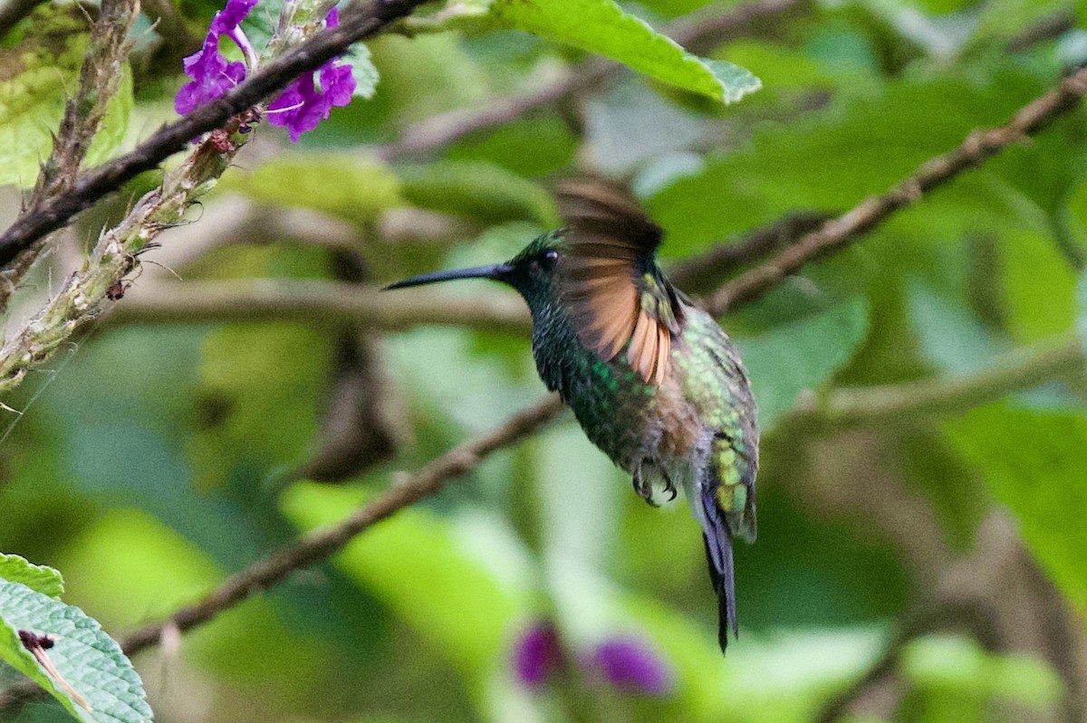 Stripe-tailed Hummingbird - ML620104249