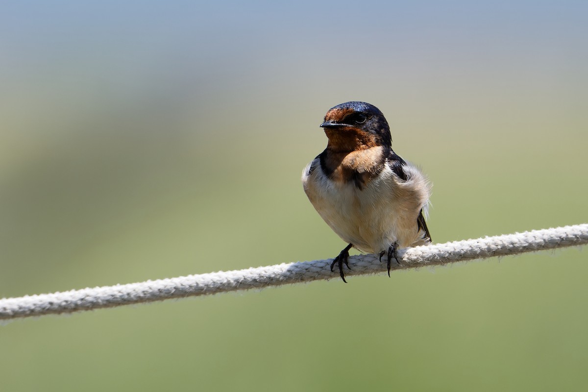 Barn Swallow - ML620104251