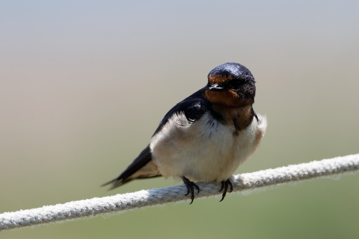 Barn Swallow - ML620104254