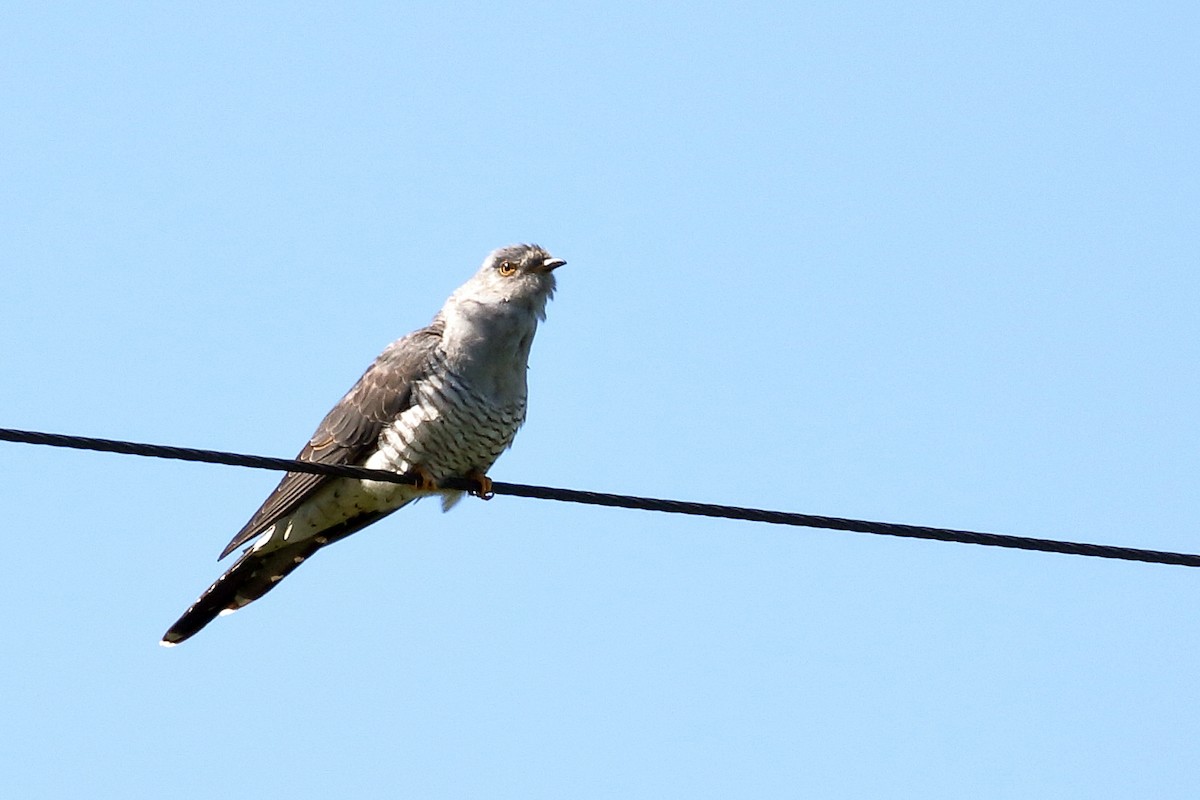 Common Cuckoo - Zbigniew Swiacki