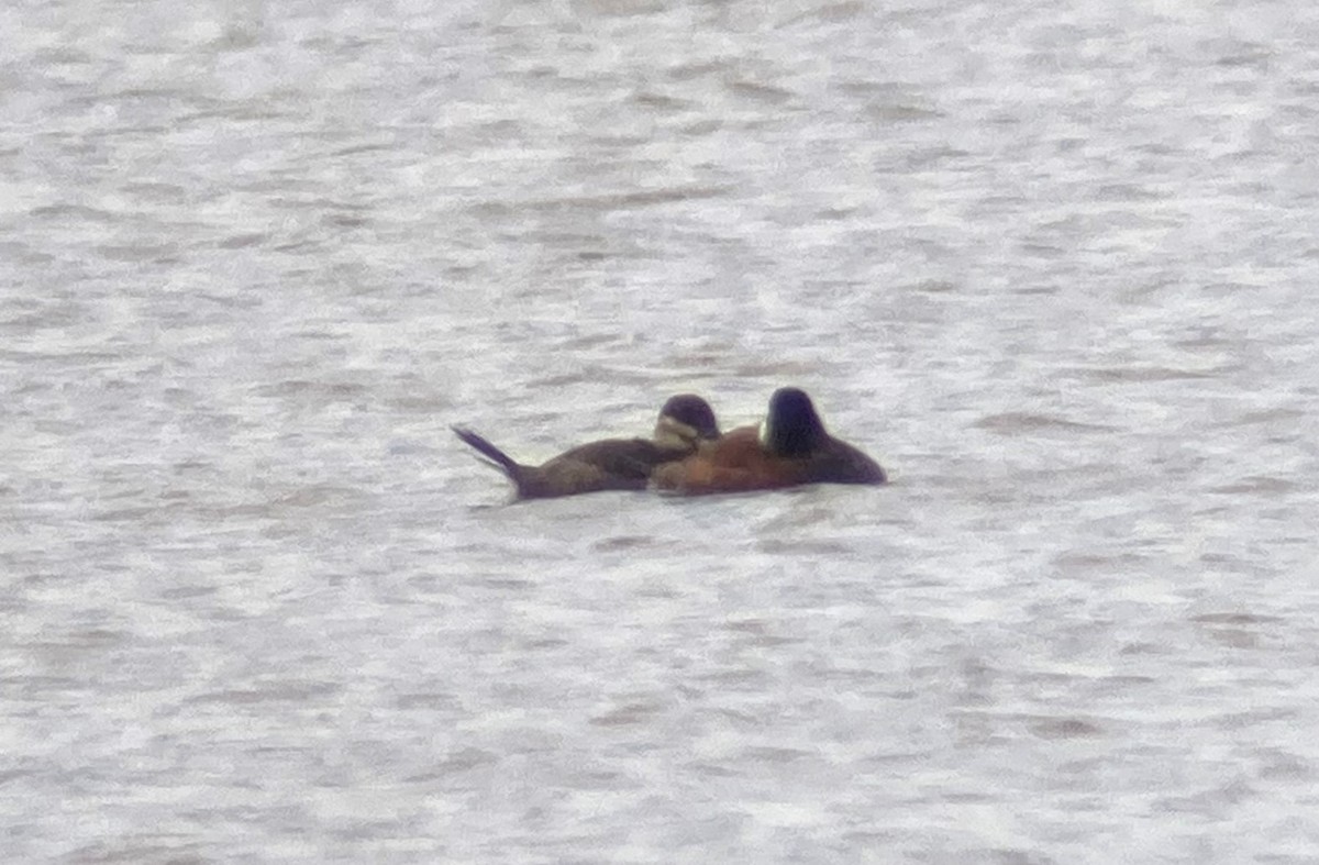 Ruddy Duck - ML620104281