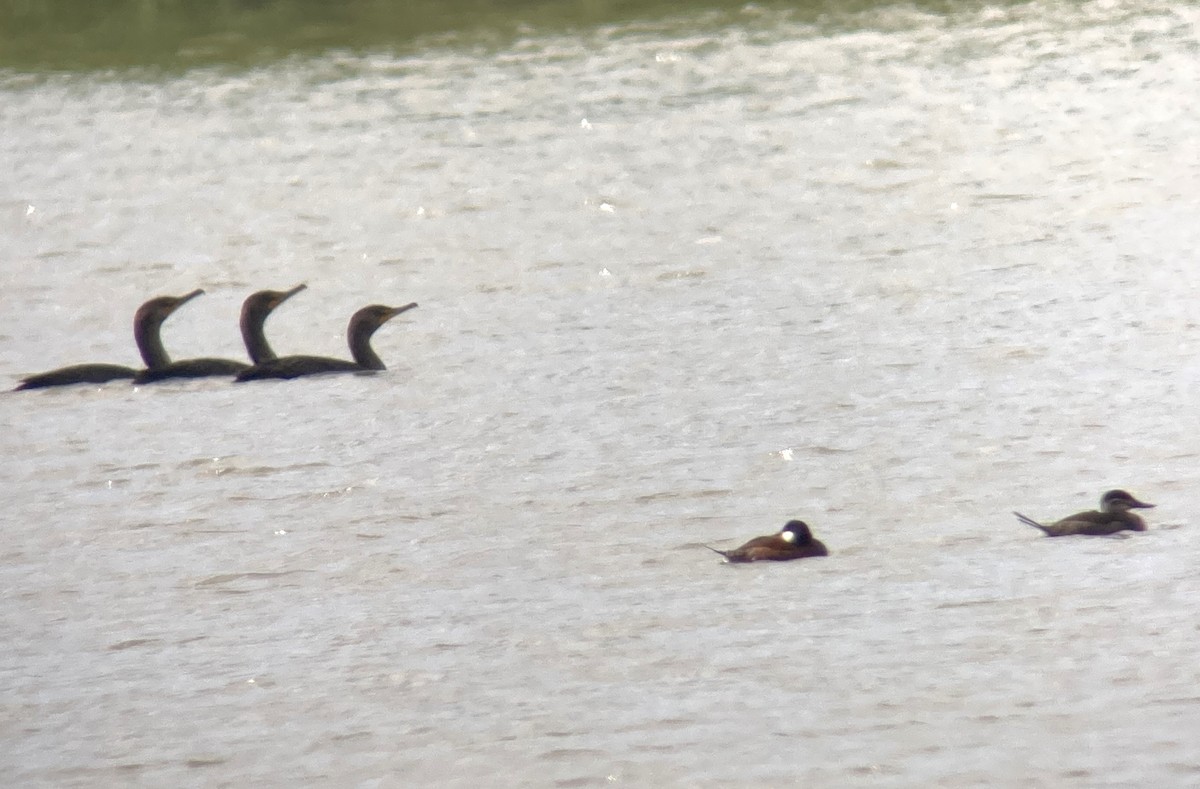 Ruddy Duck - ML620104282