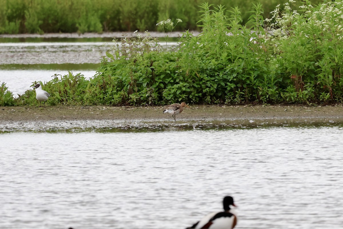 Black-tailed Godwit - ML620104289