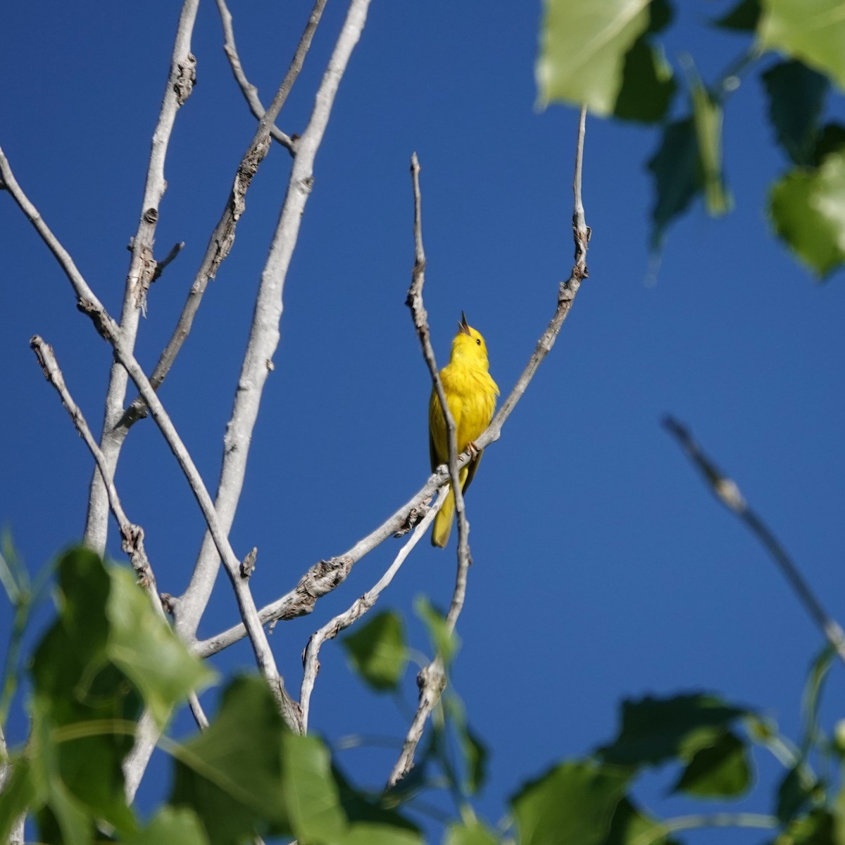 Yellow Warbler - ML620104290