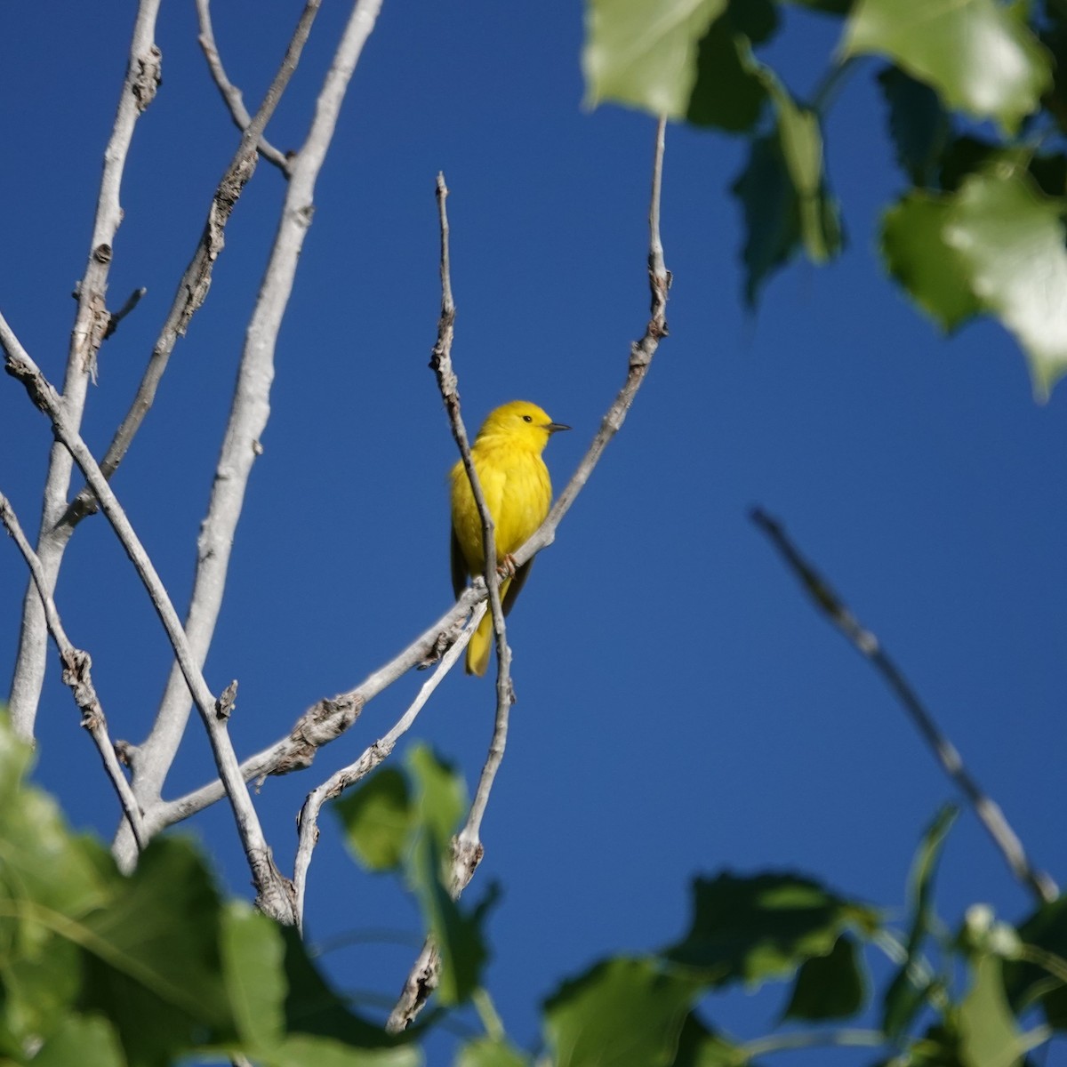 Yellow Warbler - ML620104291