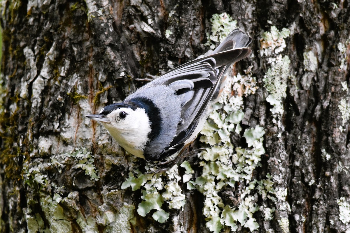 White-breasted Nuthatch - ML620104293