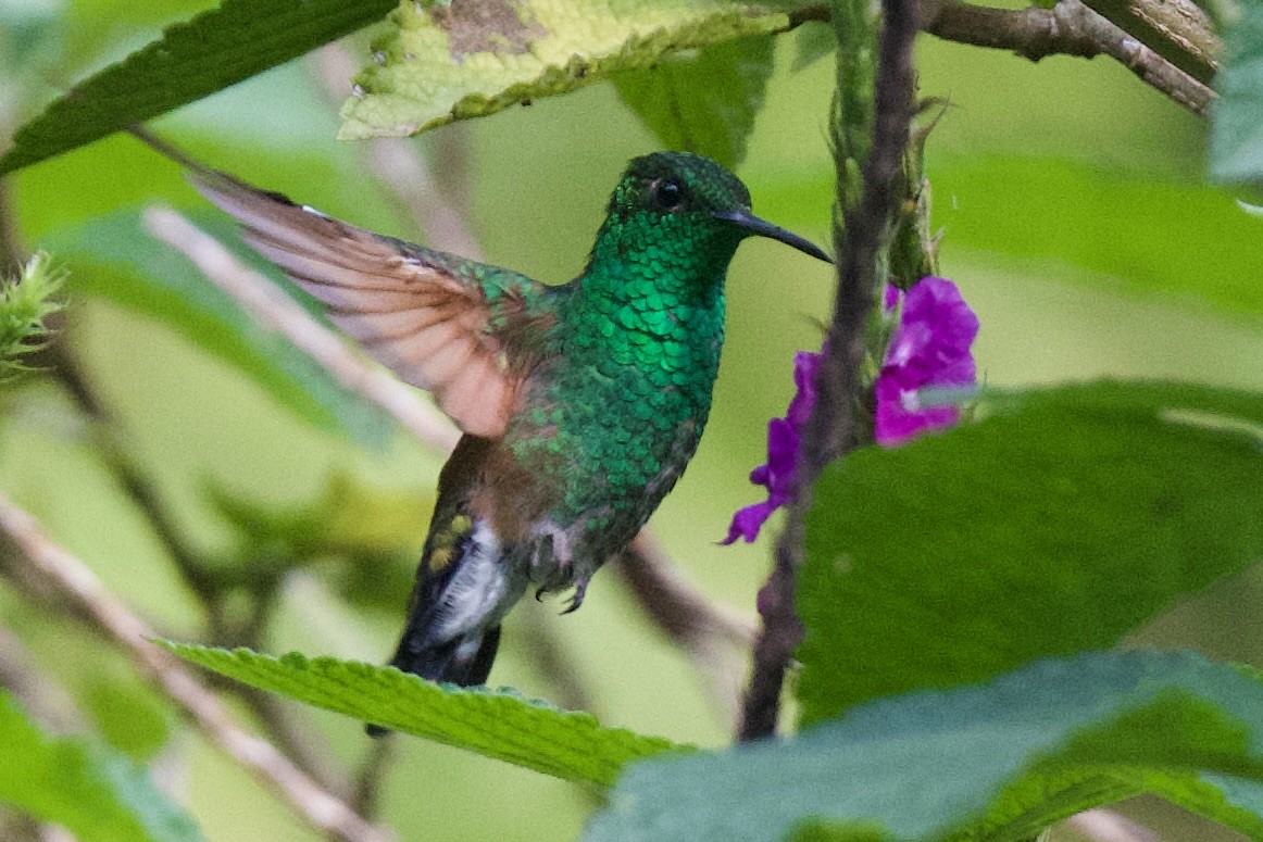 kolibřík páskoocasý - ML620104305