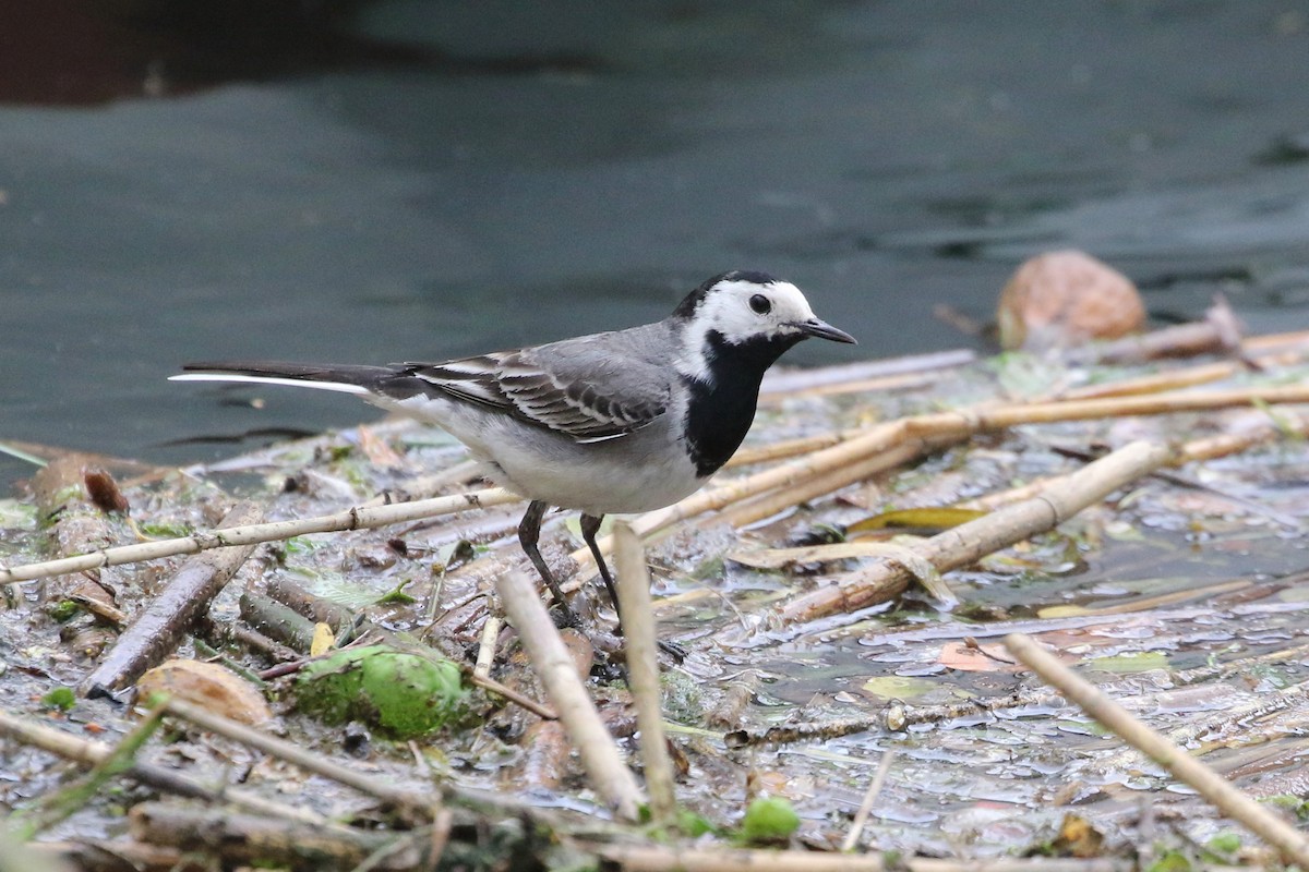 White Wagtail (White-faced) - ML620104315