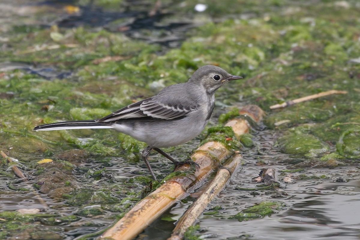 White Wagtail (White-faced) - ML620104320