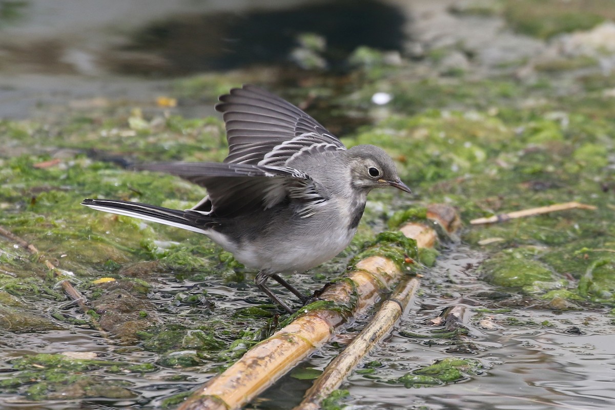 White Wagtail (White-faced) - ML620104321
