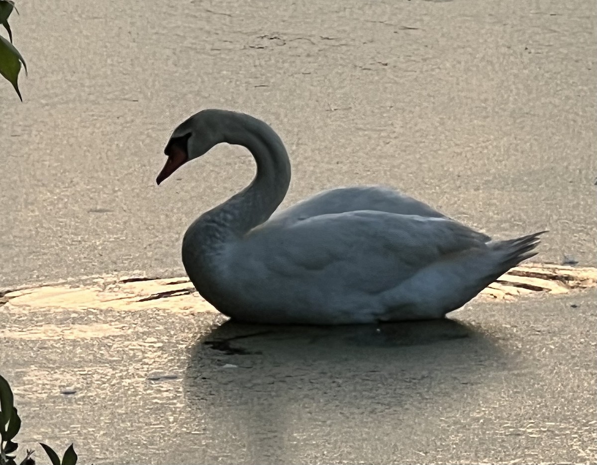 Cygne tuberculé - ML620104322