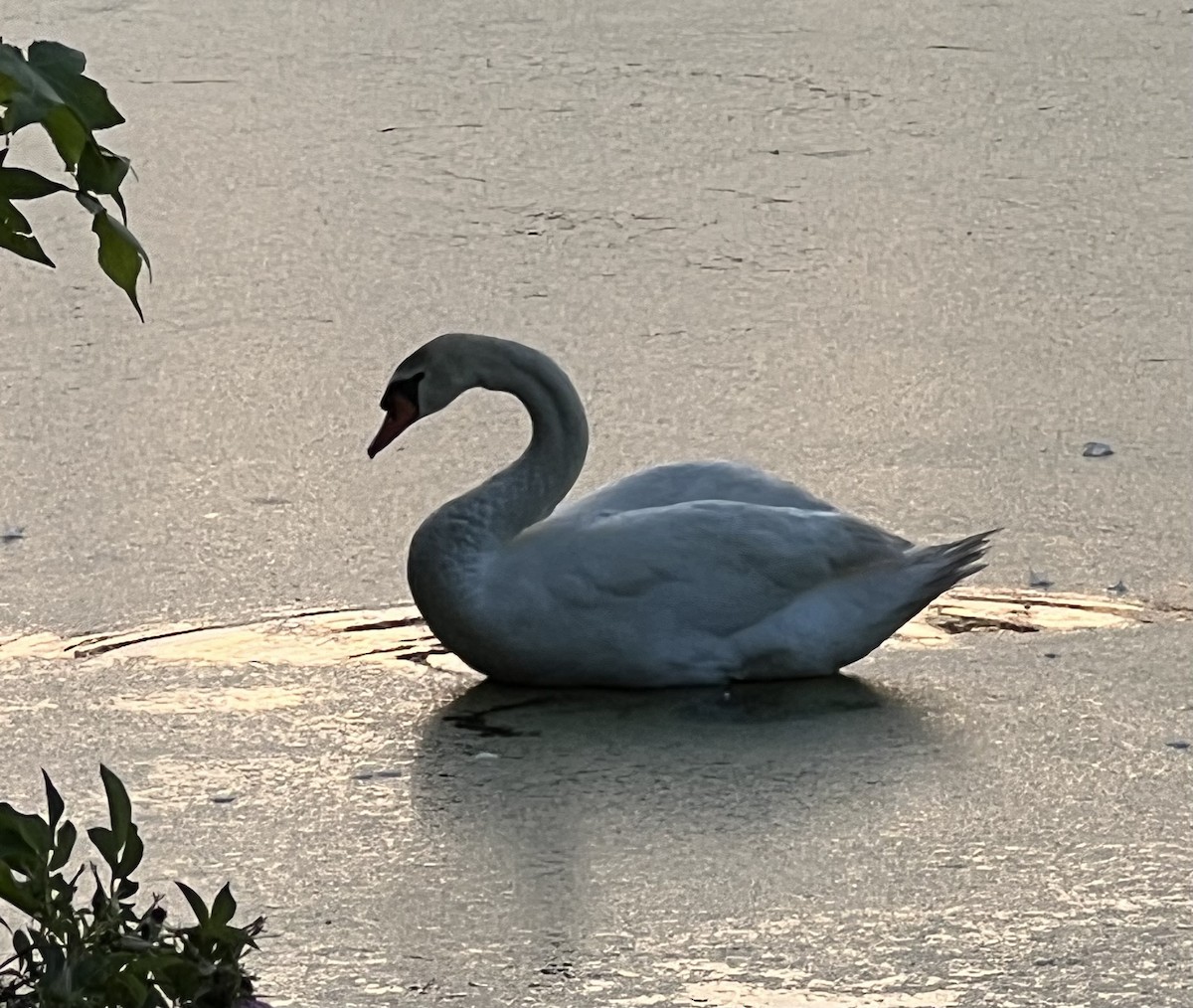 Mute Swan - ML620104323