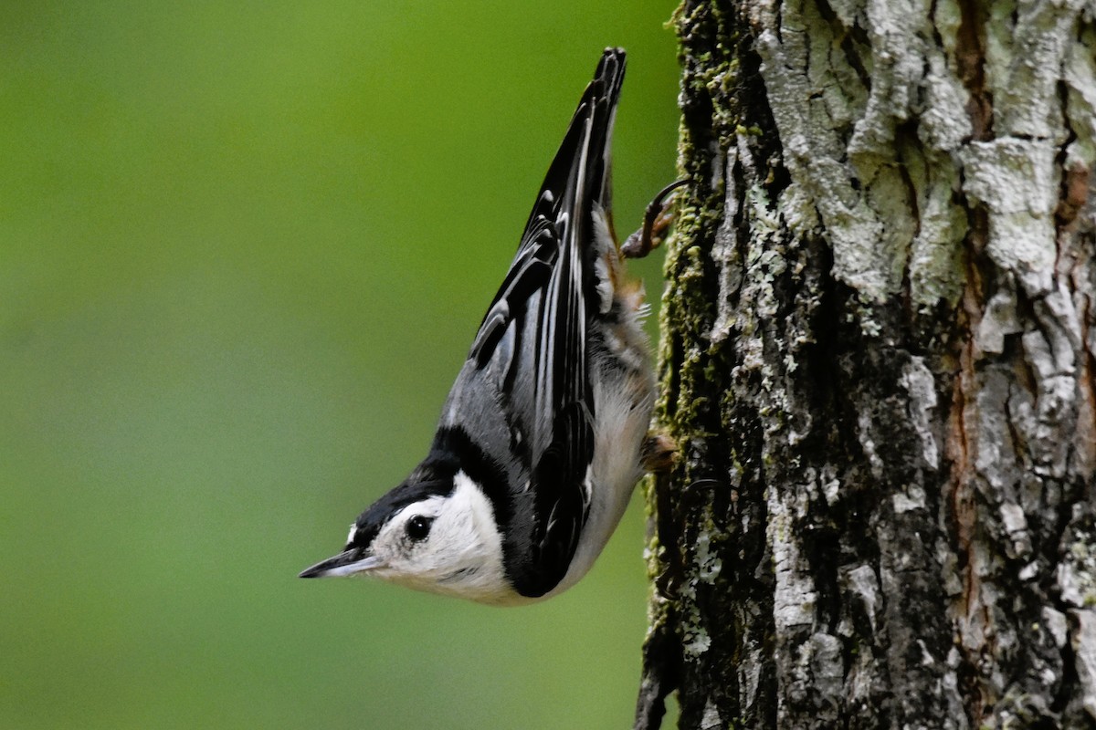 White-breasted Nuthatch - ML620104339