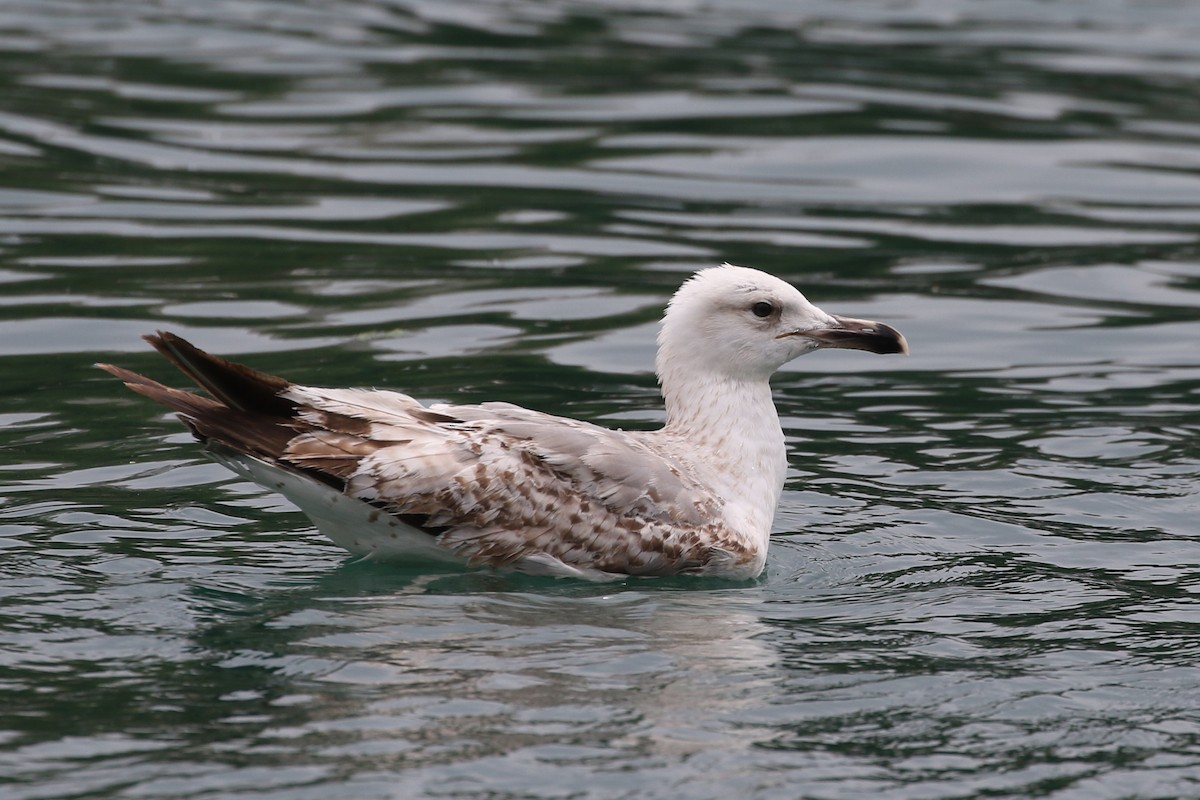 Yellow-legged Gull (michahellis) - ML620104340