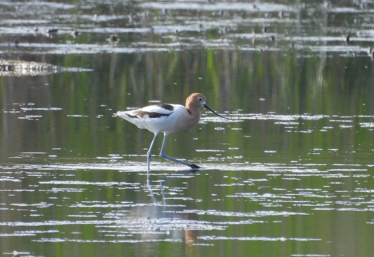 American Avocet - ML620104354