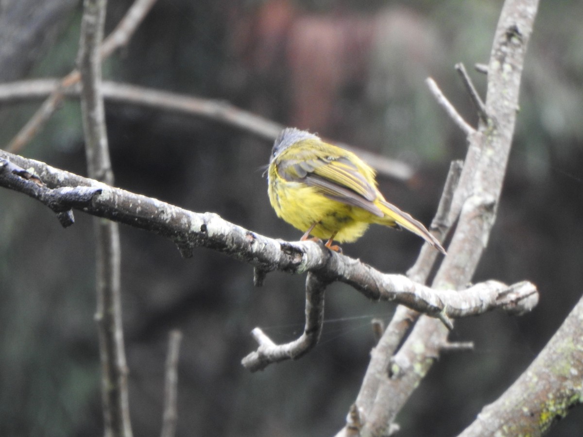 Gray-headed Canary-Flycatcher - ML620104358