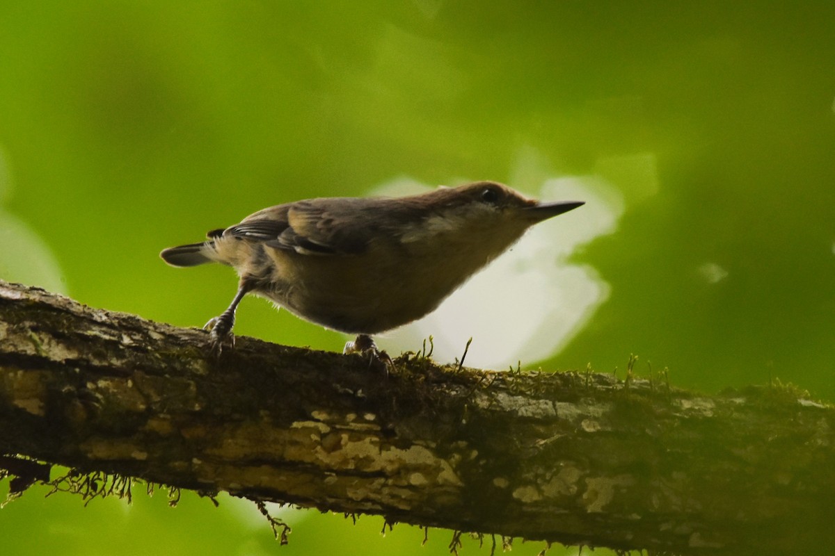 Brown-headed Nuthatch - ML620104364